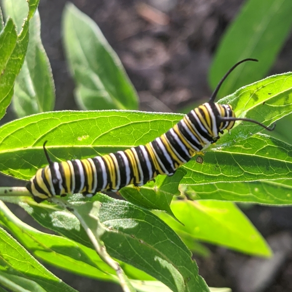 🦋Native Organic Pesticide Free Hand Harvested Swamp Milkweed Seeds Pack of 50🦋 - Picture 5 of 6